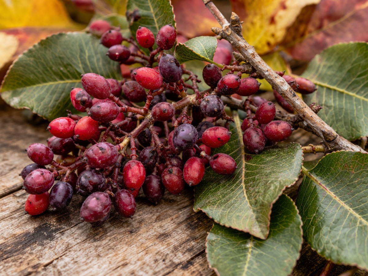 فواید بادام زمینی